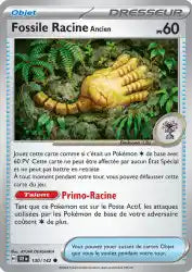 Fossile Racine Ancien 130/142